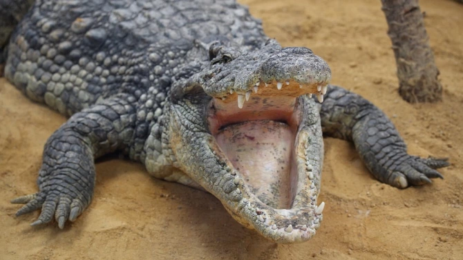 Мъж от Флорида спаси кученцето си от челюстите на алигатор