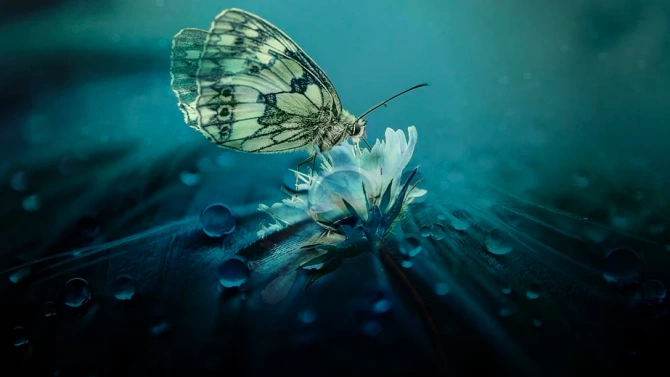 Звуков камуфлаж помага на безухи пеперуди да се защитават от
