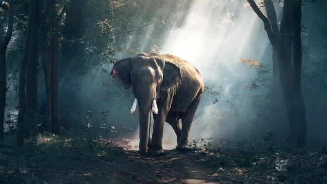 Самотният слон който живееше в ужасни условия в Пакистан и