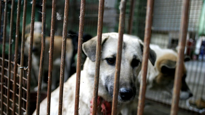 Активисти спасиха 79 кученца от умъртвяване с цел продажба на