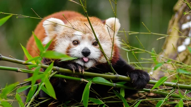 Зоопарк в Чили представи на обществеността две застрашени червени панди