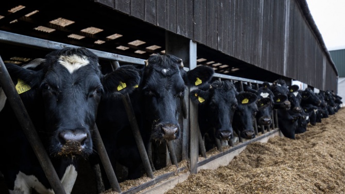 Определена е ставката по обвързано подпомагане на млечните крави за 2020 г.