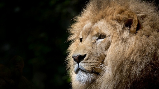 COVID-19 и в зоопарка в Барселона, четири лъва са заразени 