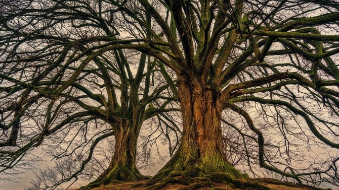 Поредното издание на традиционния конкурс Дърво с корен търси онези