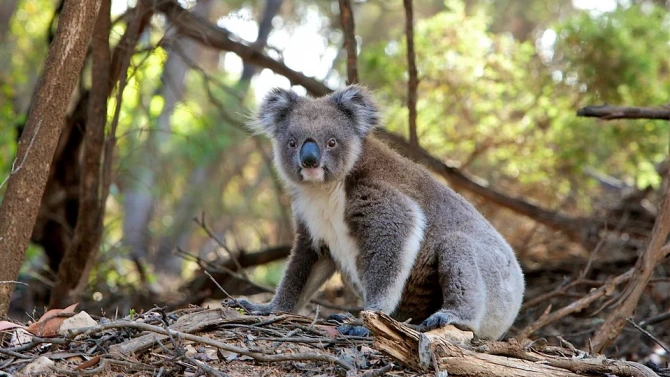 Над 60 хиляди коали са били сред пострадалите животни в