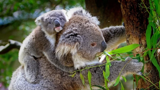 Над 60 хиляди коали са били сред пострадалите животни в