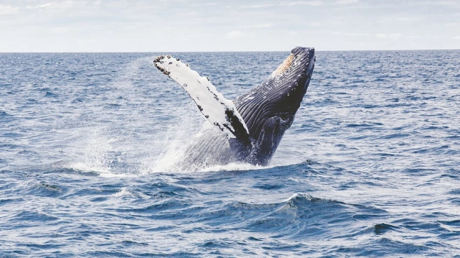 Изследователи мислят че са открили непознат вид клюномуцунест кит край