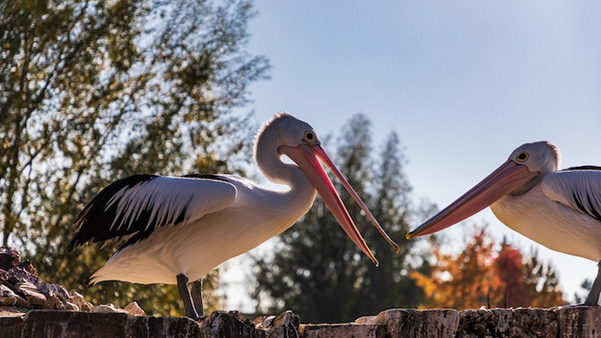 Поставиха нова платформа за пеликани на река Дунав