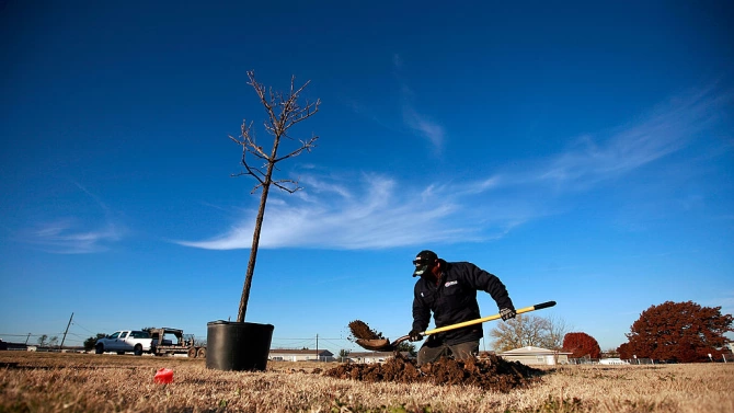 Близо 5000 са новозасадените дървета в градската среда на София