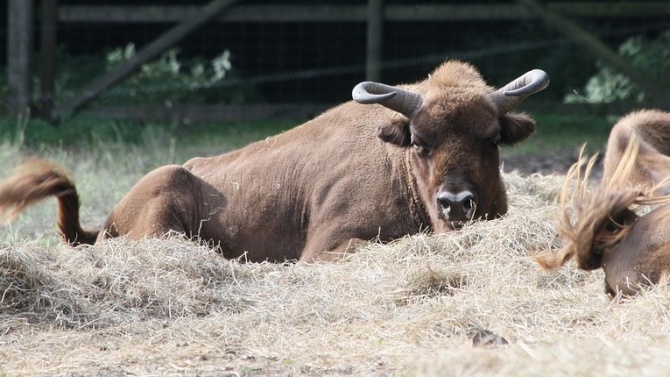 "Европейски" зубри увеличиха стадото бозайници в Източните Родопи