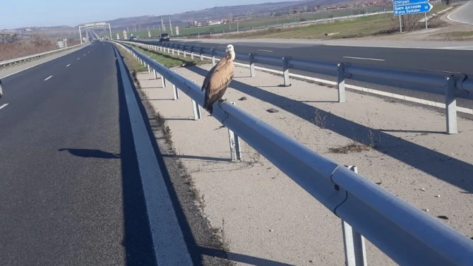 Бедстващ белоглав лешояд бе спасен на автомагистрала Тракия Това съобщават