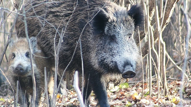 Популацията на дивата свиня е намаляла повече от два пъти