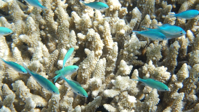 Близо една трета от тайванските коралови рифове са обречени на
