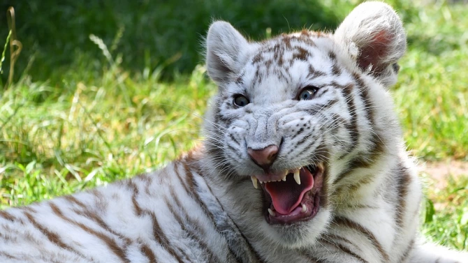 Малкото бяло женско тигърче Ниеве което се роди на 29