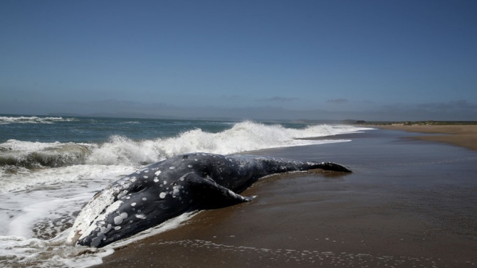 Труп на кит беше изхвърлен на популярен плаж на остров Бали