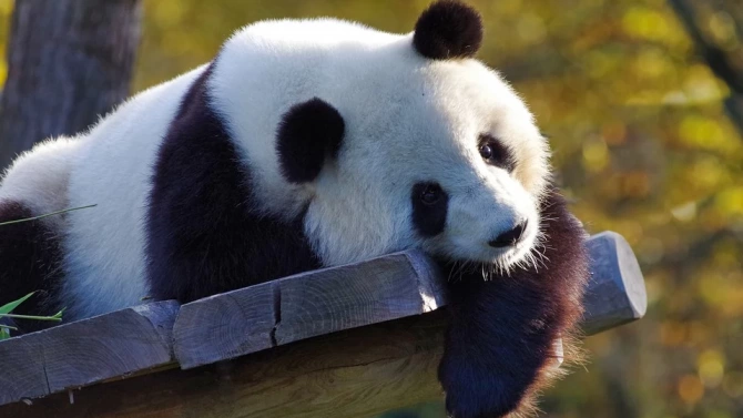Единствената панда албинос в света която живее в китайския резерват