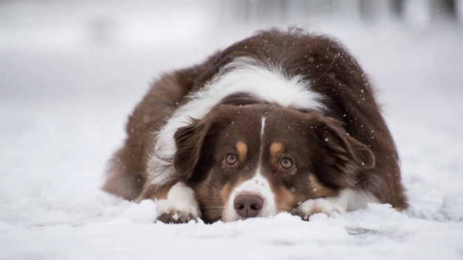 Изхвърлиха четири кучета с рани от операции в снега край кърджалийското