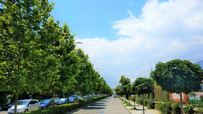 Тази пролет Община Бургас ще засади 200 дървета по улиците