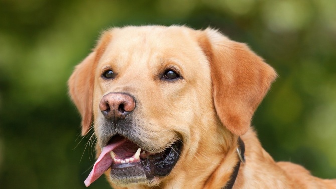 Община Русе ще чипира безплатно домашните кучета
