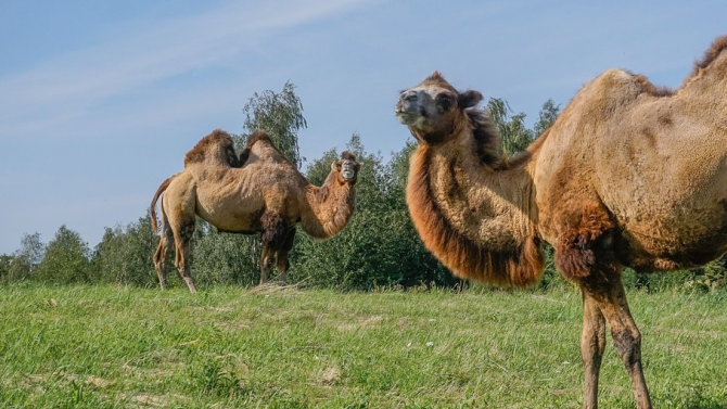 Ветеринари оперираха тумор в гърлото на циркова камила
