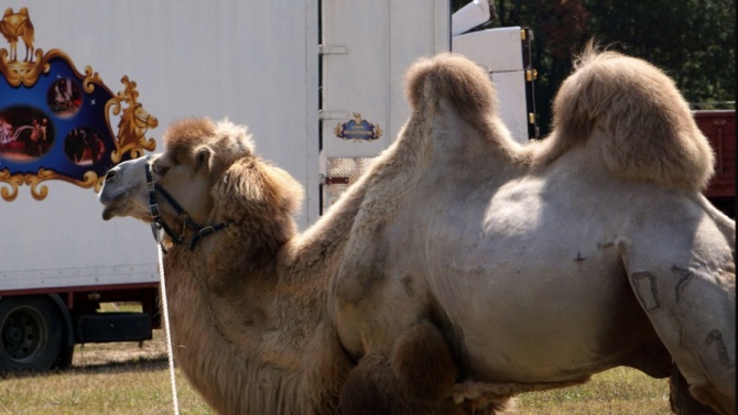 След успешна операция: Цирковата камила Рамзес може да тръгне на турне