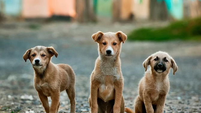 Общо 169 кучета от приютите на Общинското предприятие Екоравновесие са