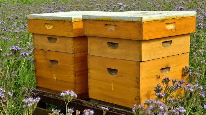 Пет пчелни кошера са откраднати в землището на село Гара