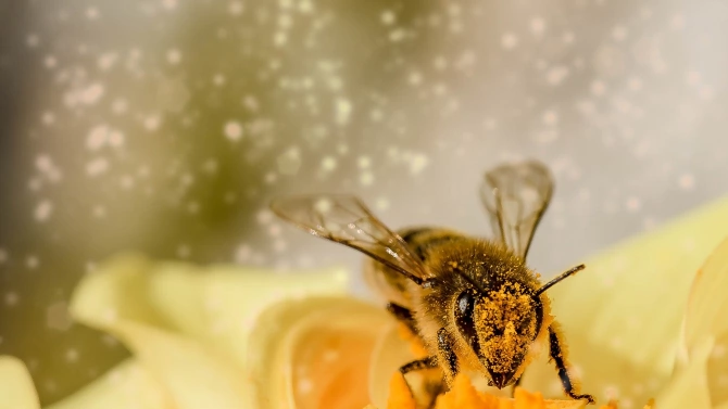 Пчелари определят 2020 година като много трудна заради сушата