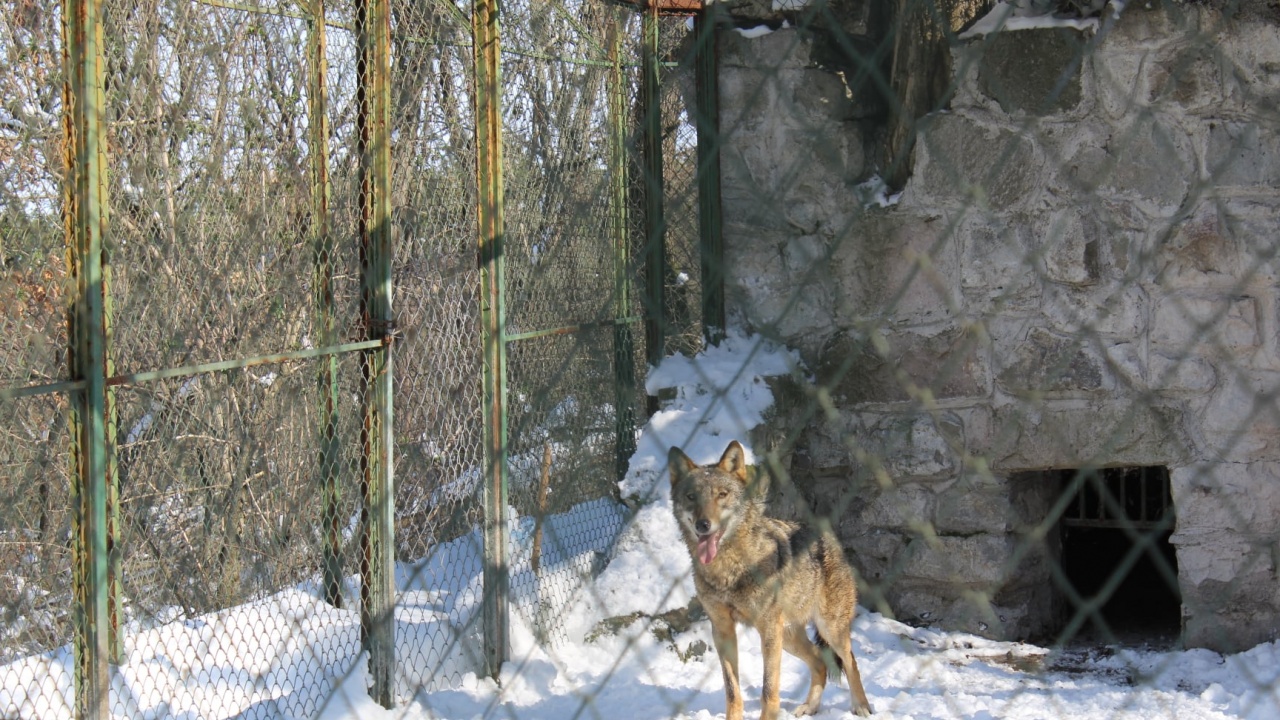 „Вълкът от Кенана“ вече е настанен в зоопарка 