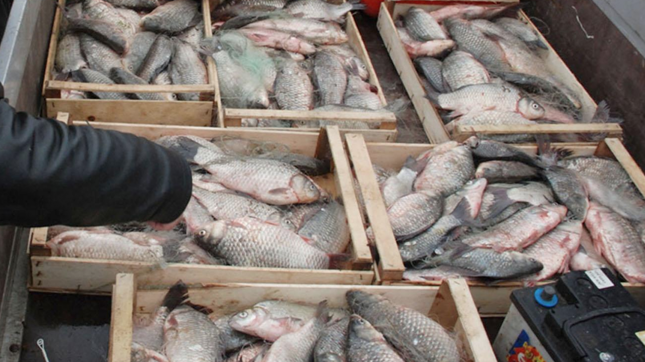 С бюджет над 2,2 млн. лв. стартира прием по извънредната мярка за временно прекратяване на риболовните дейности от ПМДР 2014-2020 г.