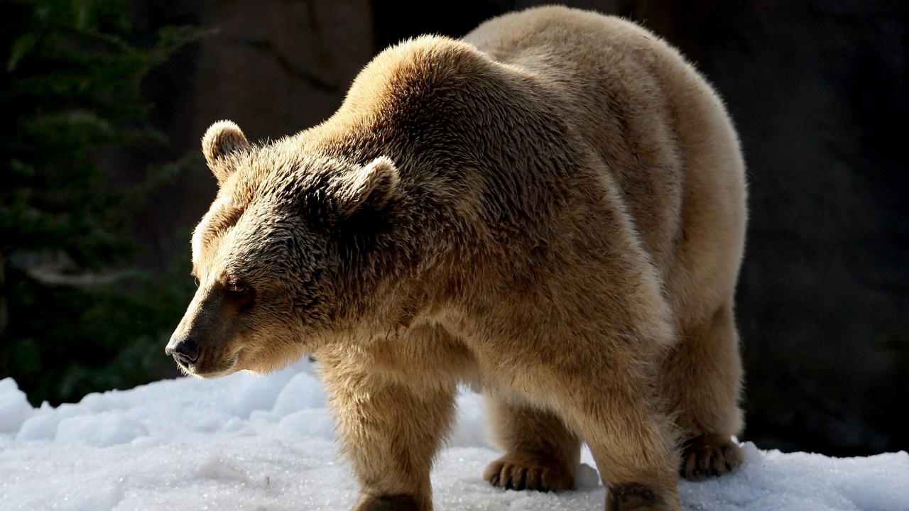 Опасност за скиорите в Румъния заради мечки по пистите