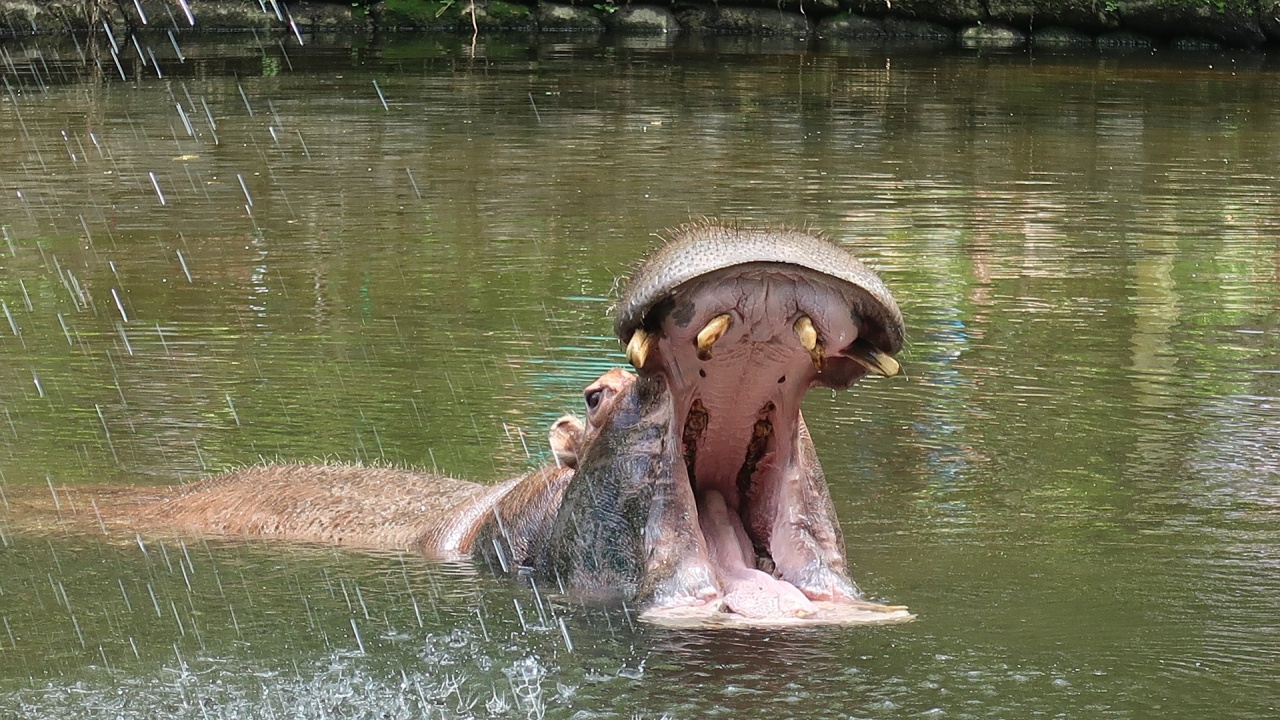 Жена използва устата на хипопотам като кошче за боклук