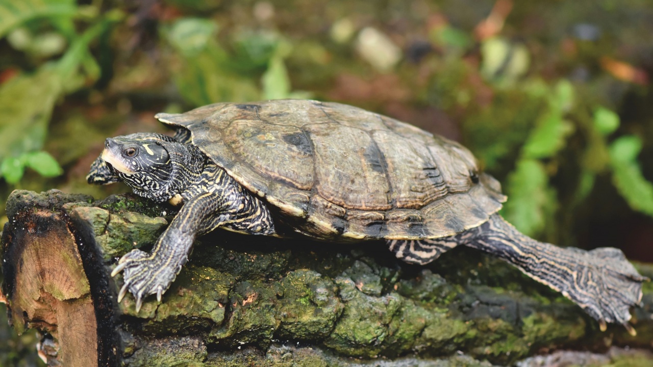 26-годишен уби защитени костенурки 