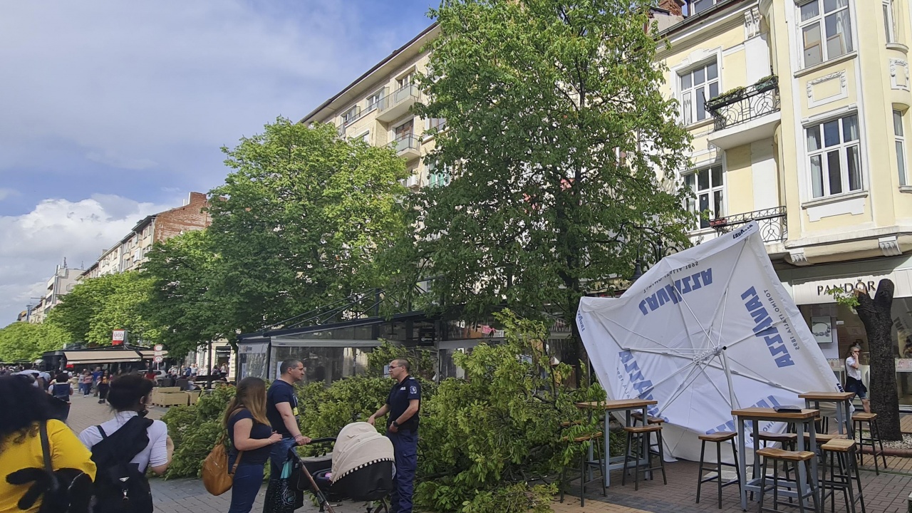 Дърво падна на пешеходната зона на бул. "Витоша"