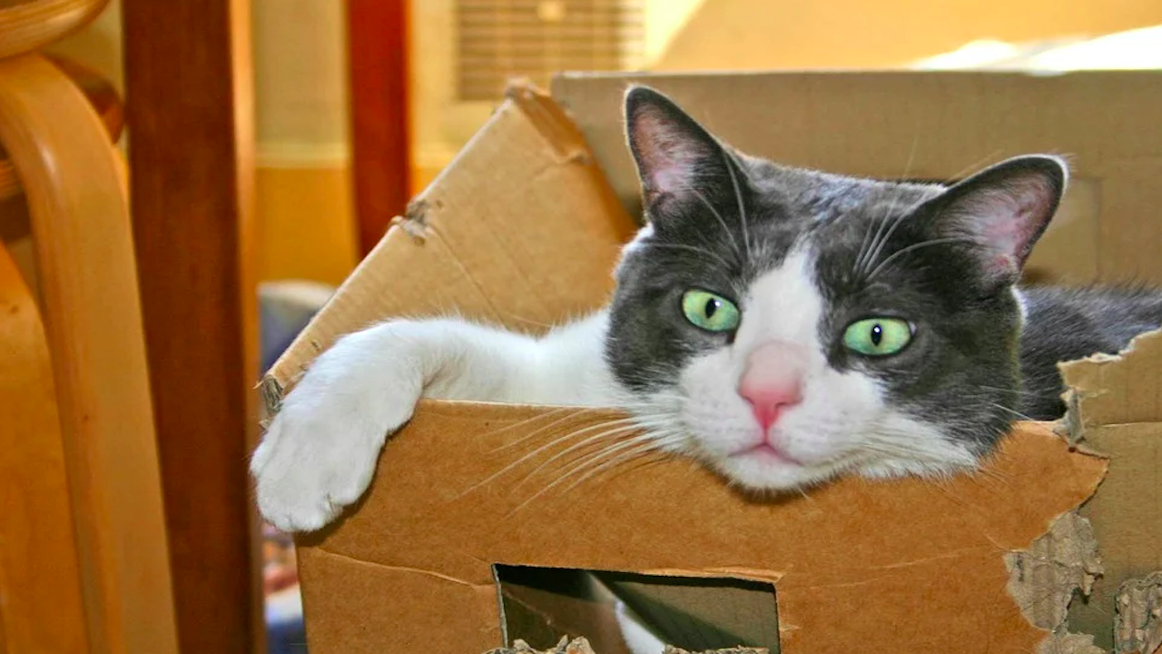 Котките обичат да се настаняват не само в истински, но и във въображаеми кутии