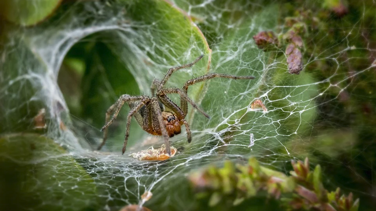 Паяци покриха австралийски щат с огромни паяжини