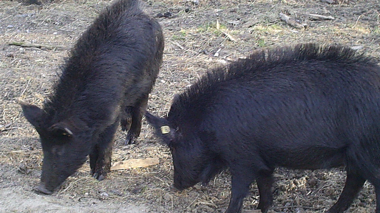 МЗХГ предприема стъпки за съхранение и развитие на уникалната порода Източнобалканска свиня