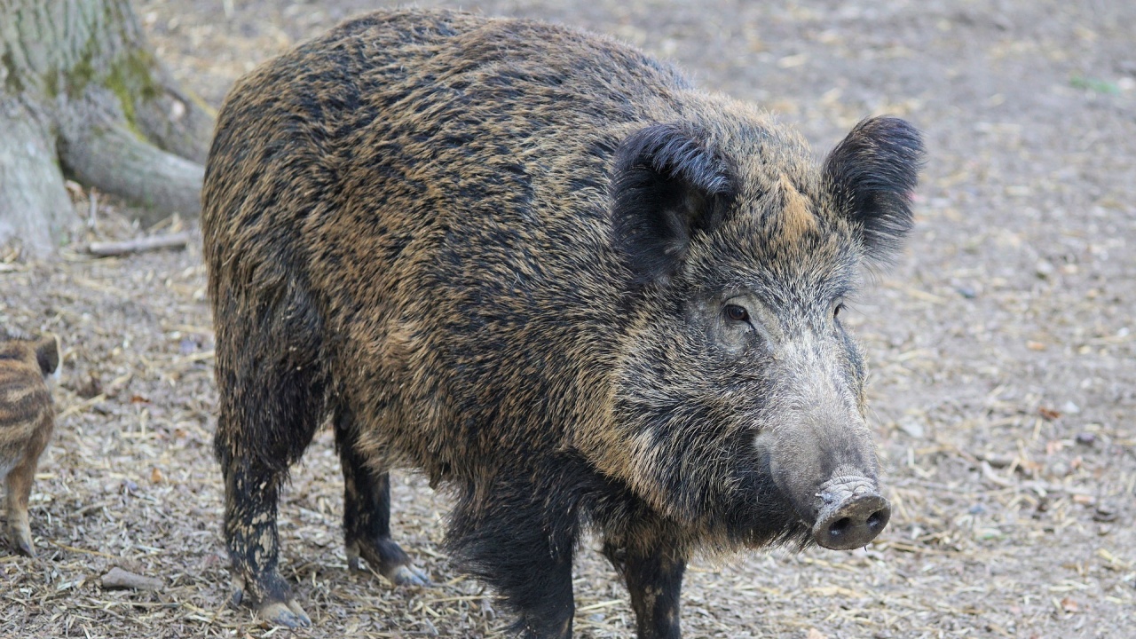 Изчезващ вид: Останали са само 400 животни от източнобалканската свиня