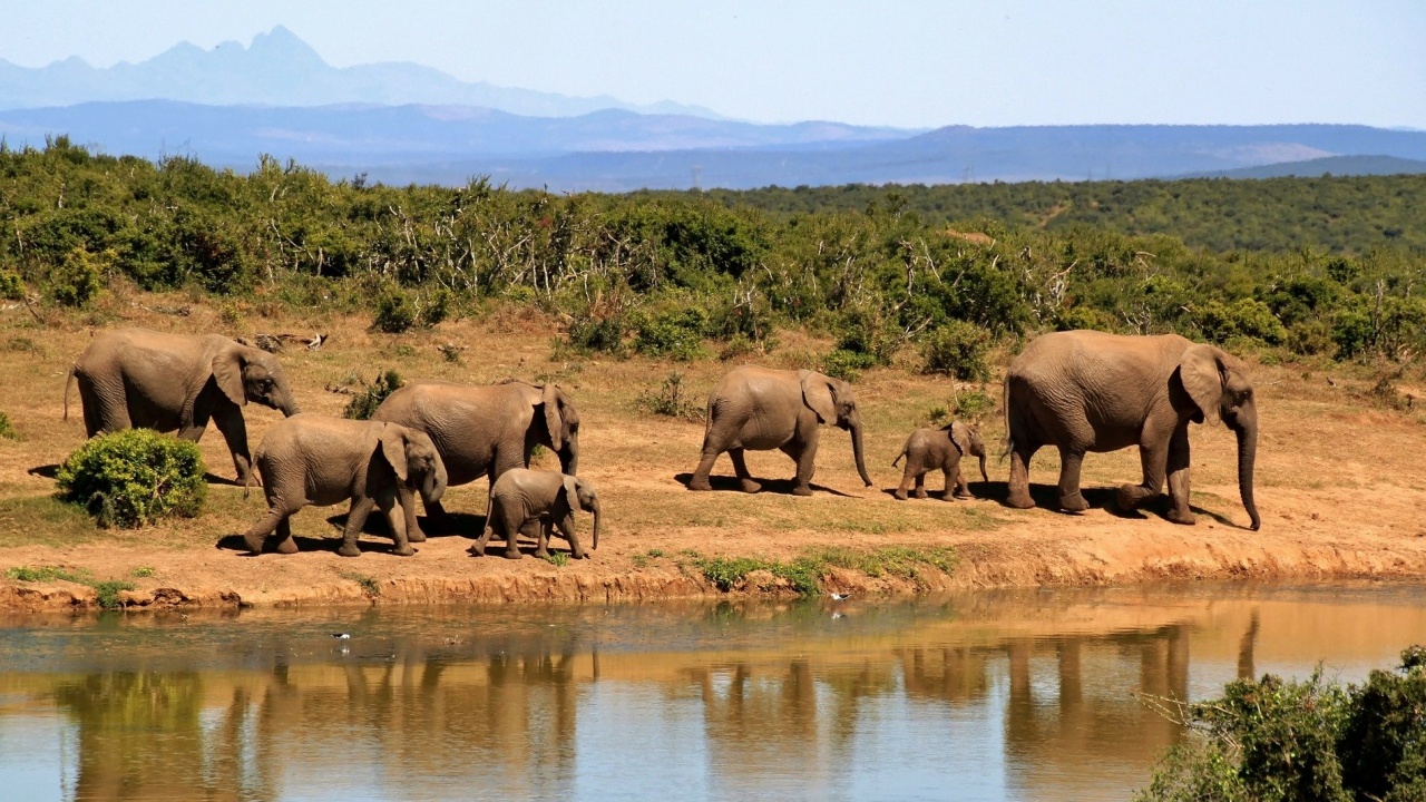 Стадо слонове ще лети от Великобритания за Кения