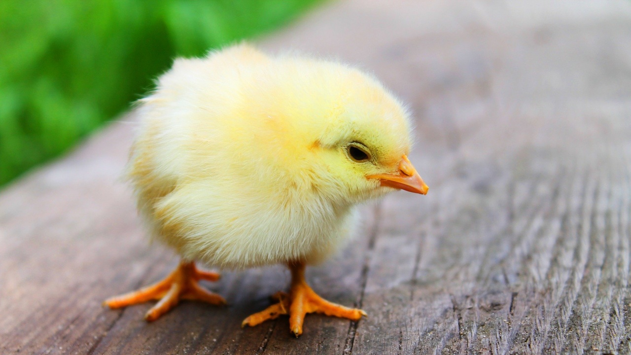 Франция забранява мъжките пилета да бъдат избивани чрез смачкване или обгазяване 