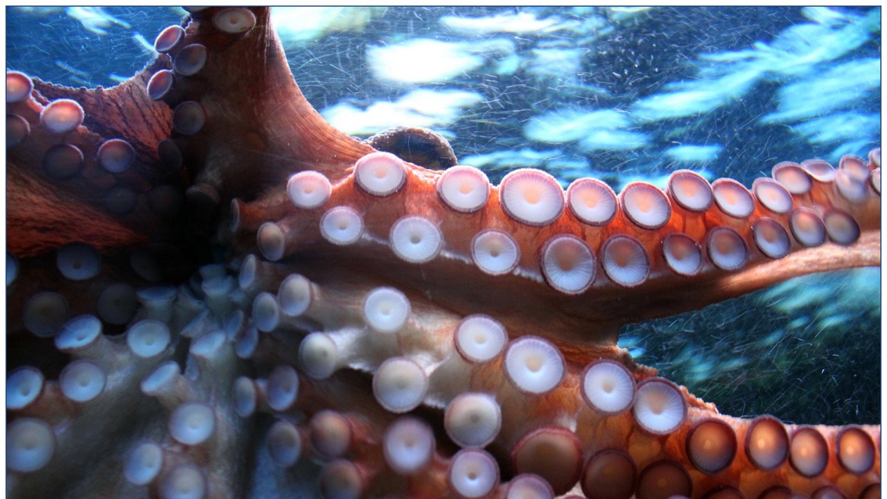 Биолози заснеха "стъклен"октопод 