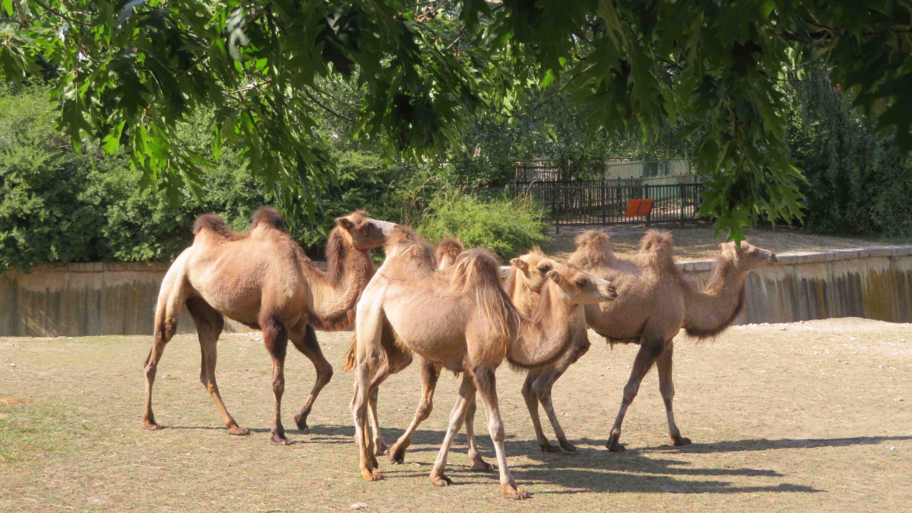4 нови двугърби камили пристигнаха в столичния зоопарк