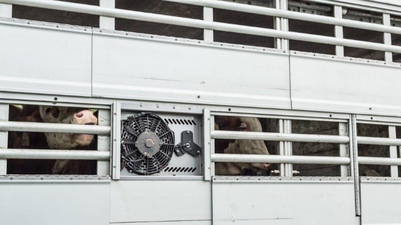 "Четири лапи":  Крави, телета и овце пътуват с часове през България в жегите без  възможност да пият вода 