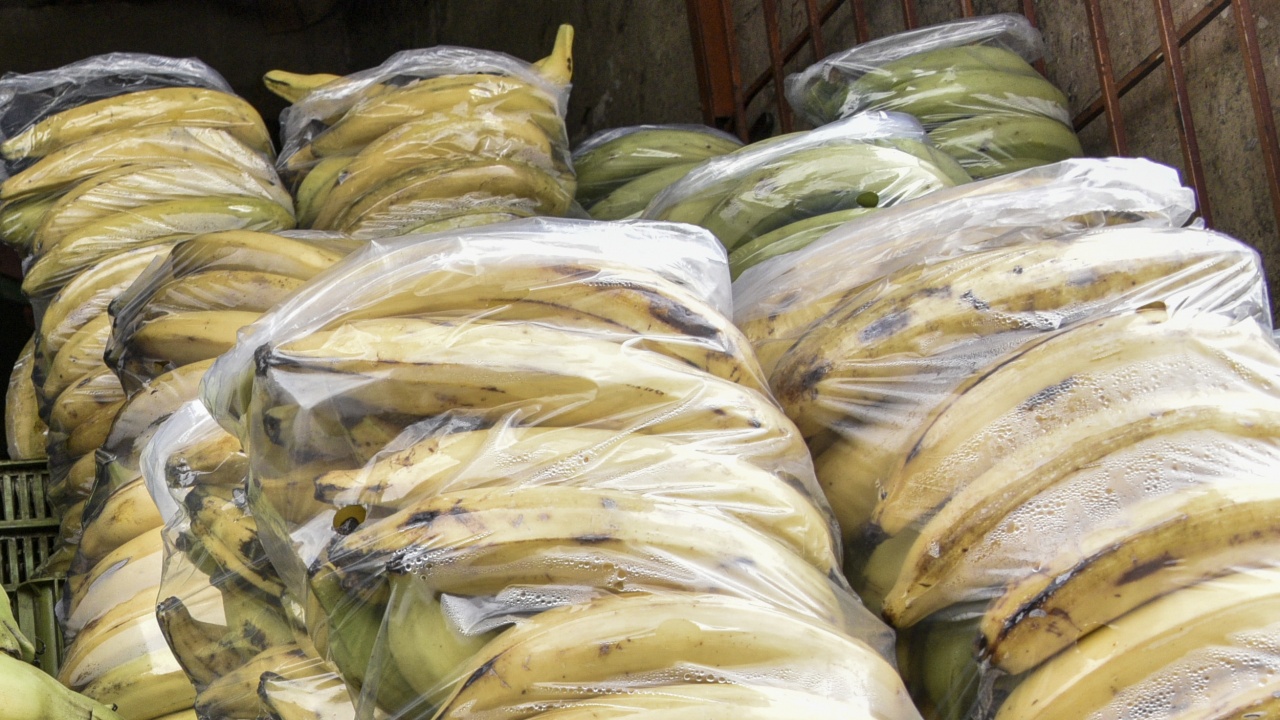 400 кила кока сред банани откриха във Франция