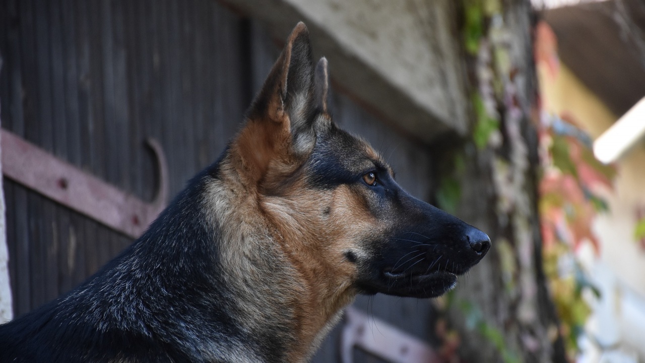 Румъния обучава още кучета да откриват заразени с коронавирус