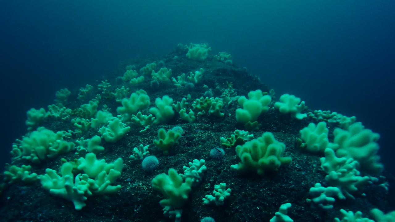 Учени съставиха подробна карта на коралите в света