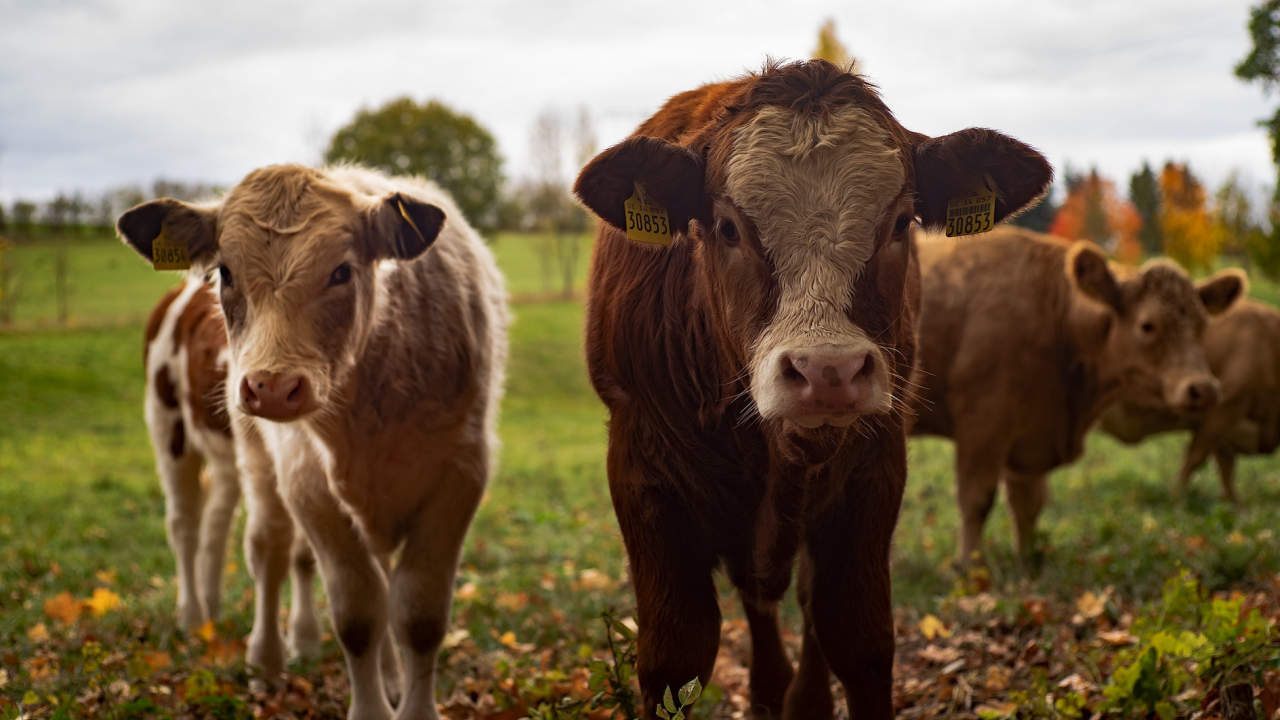 МЗХГ с официална позиция относно ограничаването употребата на антибиотици в животновъдството