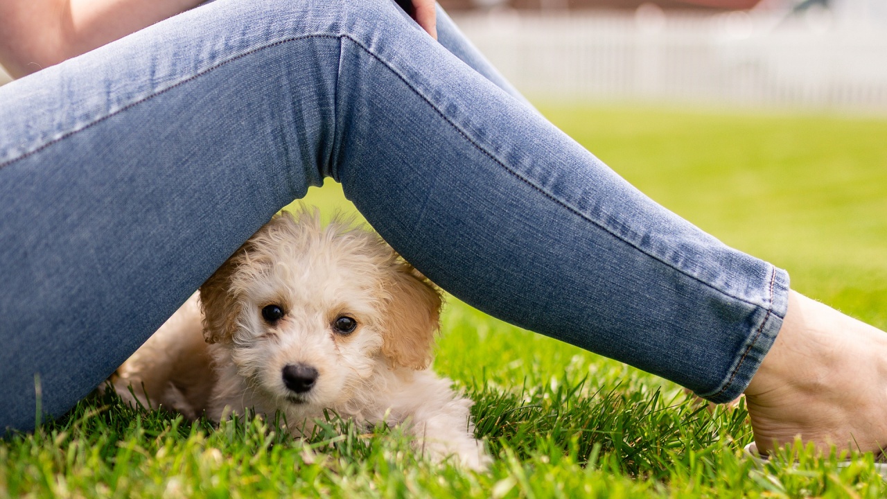 Учени: Малките кучета в зоомагазините разнасят опасна бактерия