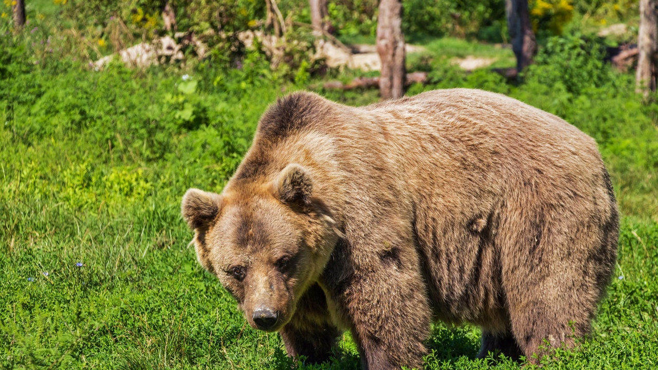 Родопско село е в паника от нападения на мечка в животновъдни обекти