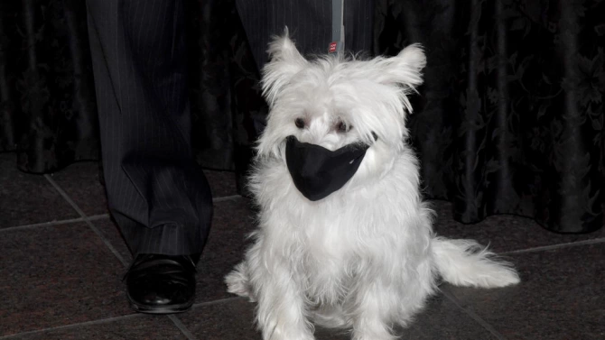 През пандемичната 2020 година продажбите на лицеви маски за кучета